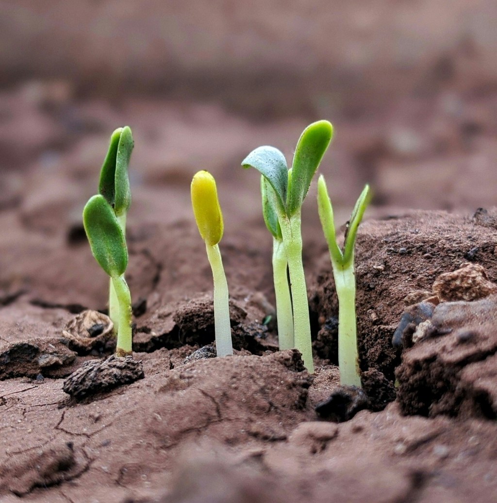 Day 12: Good tidings of Great Joy–’LIFE’ that lights our spirit!