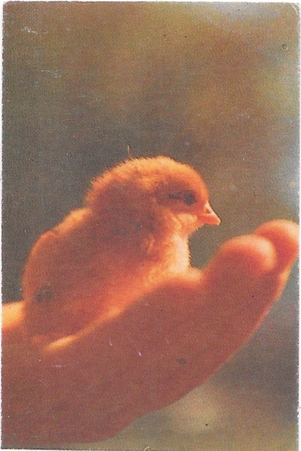 Day 6: Good tidings of Great Joy – ‘The Mighty One’ beside&nbsp;us!